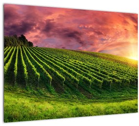 Sklenený obraz vinice s farebným nebom (70x50 cm)
