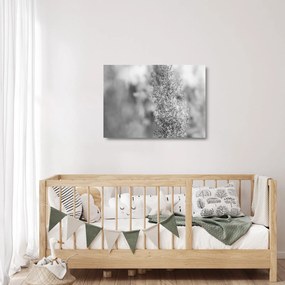 Sklenený obraz - Boho pampas grass (70x50 cm)