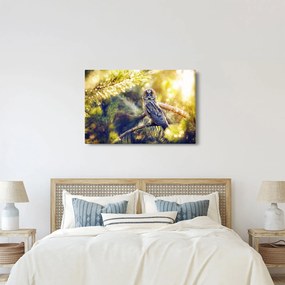 Obraz sovy na strome (90x60 cm)