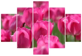 Obraz - Ružové tulipány (150x105 cm)
