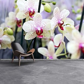 Fototapeta Vliesová Kvety orchideí 416x254 cm