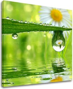 Obraz na stenu KVETY KV016E12 - 40x40 cm