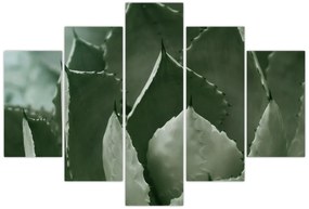 Obraz - Zelená agáve (150x105 cm)