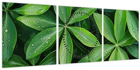 Obraz - Listy s kvapkami rosy (s hodinami) (90x30 cm)