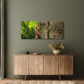 Obraz - Veverička (120x50 cm)