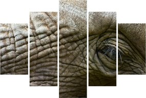 Obraz - Detailné fotografie starého slonieho oka (150x105 cm)