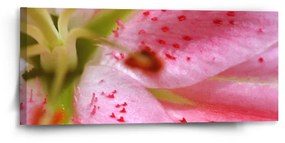 Sablio Obraz Kvet ľalie - 110x50 cm