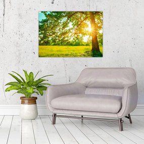 Obraz - Slnečný les (70x50 cm)