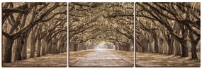 Obraz na plátne - Historické dubové stromy lemované poľnou cestou - panoráma 5239FB (150x50 cm)