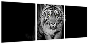 Obraz - Tiger so žltými očami (s hodinami) (90x30 cm)