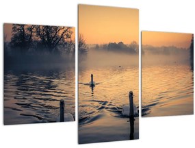 Obraz labutí na vode v hmle (90x60 cm)