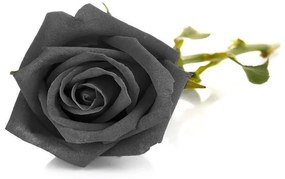 Fototapeta Vliesová Čierna ruža 312x219 cm