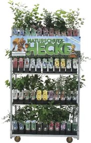 Muchovník Lamarckov FloraSelf Amelanchier lamarckii kvetináč 2 l