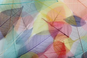 Samolepiaca tapeta žilky na farebných listoch - 300x200