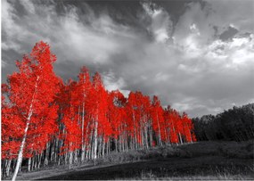 Sklenený obraz - Stromy vo farbe jesene (70x50 cm)