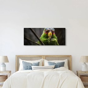 Obraz papagája (120x50 cm)