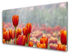 Skleneny obraz Tulipány kvety rastlina 100x50 cm