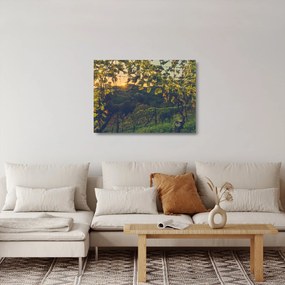 Sklenený obraz - Vinice (70x50 cm)