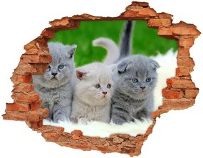 Diera 3D v stene nálepka Tri mačky na deke nd-c-112670236