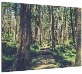 Sklenený obraz cesty medzi stromami (70x50 cm)