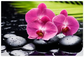 Obraz - Ružové orchidey s palmovým listom (90x60 cm)