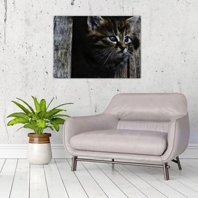 Sklenený obraz mačiatka (70x50 cm)