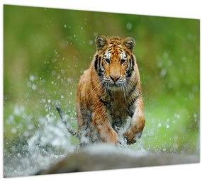 Obraz - Bežiaci tiger (70x50 cm)