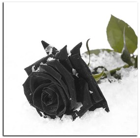 Obraz na plátne - Ruža na snehu - štvorec 3103QA (80x80 cm)