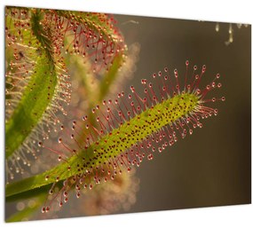 Sklenený obraz rastliny (70x50 cm)