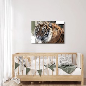 Obraz tigra (90x60 cm)