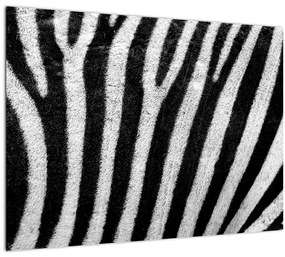 Sklenený obraz kože zebry (70x50 cm)
