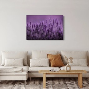 Obraz - Levanduľa (90x60 cm)