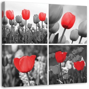 Obraz na plátně Sada červených tulipánů - 50x50 cm