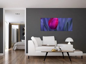 Obraz pupete tulipánu (120x50 cm)