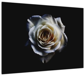 Obraz bielej ruže (70x50 cm)