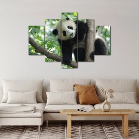 Obraz - Panda na strome (150x105 cm)
