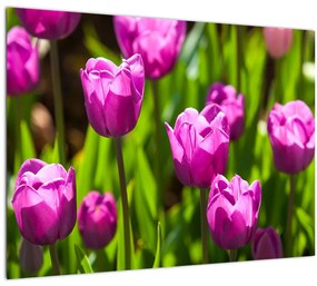 Sklenený obraz tulipánov na lúke (70x50 cm)