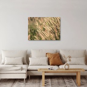 Obraz - Obilie (70x50 cm)