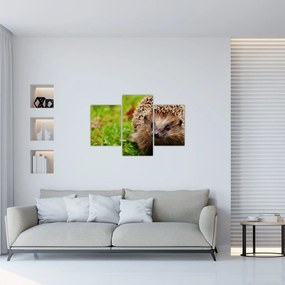 Obraz ježka (90x60 cm)