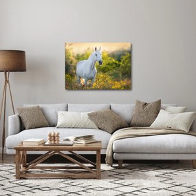 Obraz bieleho koňa na lúke (70x50 cm)