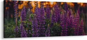 Obraz kvetov vlčieho bôbu (120x50 cm)