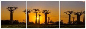Obraz na plátne - Baobaby pri západe Slnka - panoráma 505C (90x30 cm)