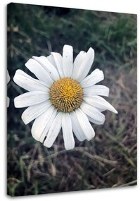 Obraz na plátně Heřmánkový květ Příroda - 40x60 cm