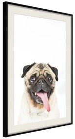 Artgeist Plagát - Pug [Poster] Veľkosť: 30x45, Verzia: Čierny rám s passe-partout