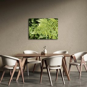 Obraz - Papradinový list (70x50 cm)
