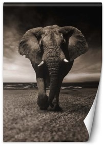 Gario Fototapeta Tmavý slon Materiál: Vliesová, Rozmery: 100 x 140 cm