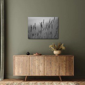 Obraz - Steblá trávy (70x50 cm)
