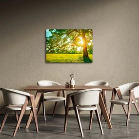 Obraz - Slnečný les (70x50 cm)