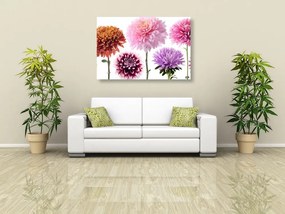 Obraz kvety dálie v rôznofarebnom dizajne - 120x80