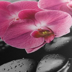 Obraz - Ružové orchidey (120x50 cm)